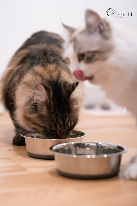 What’s in Your Pet’s Water Bowl?